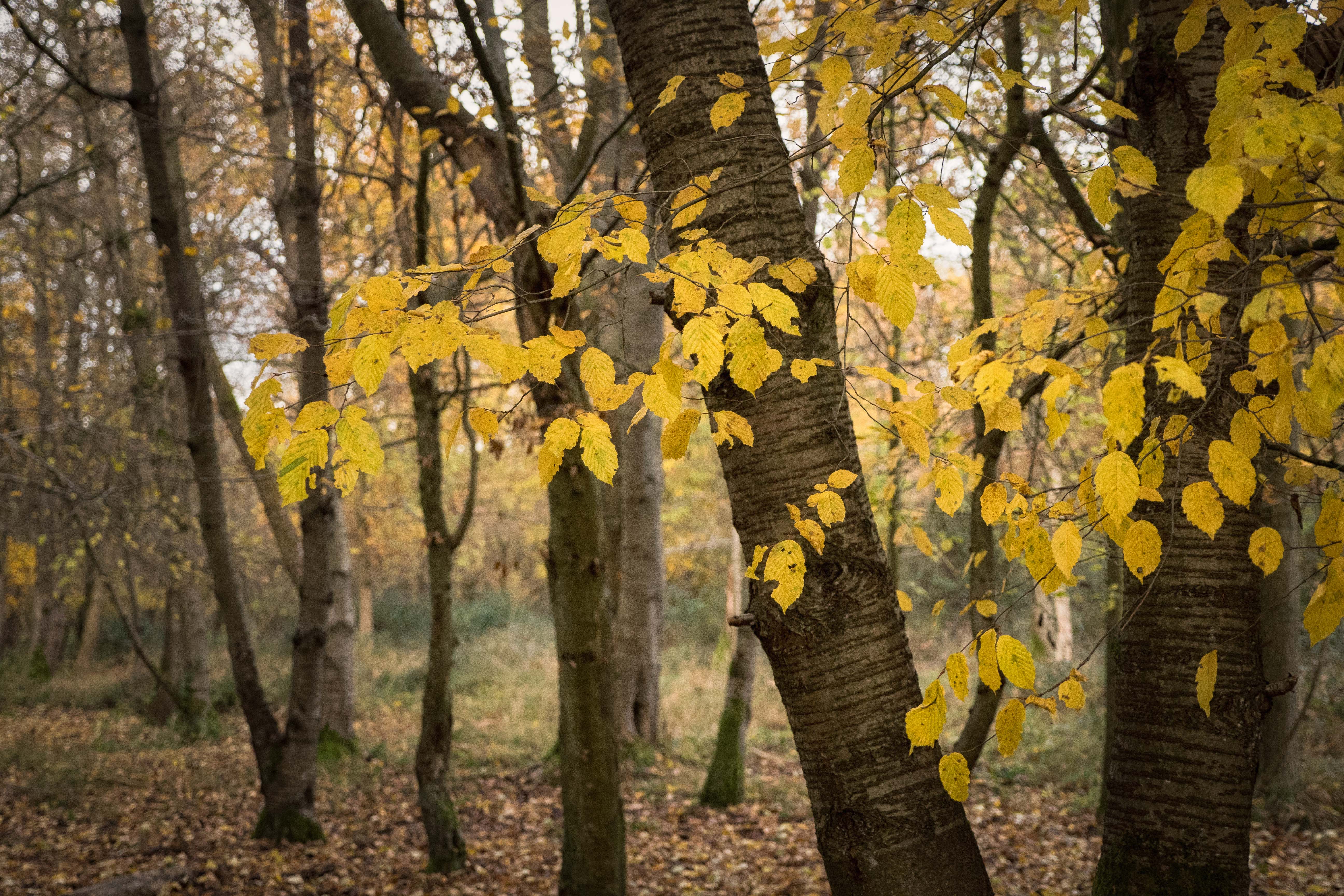 Autumn leaves are beautiful but they can also cause many problems for spouting and guttering.